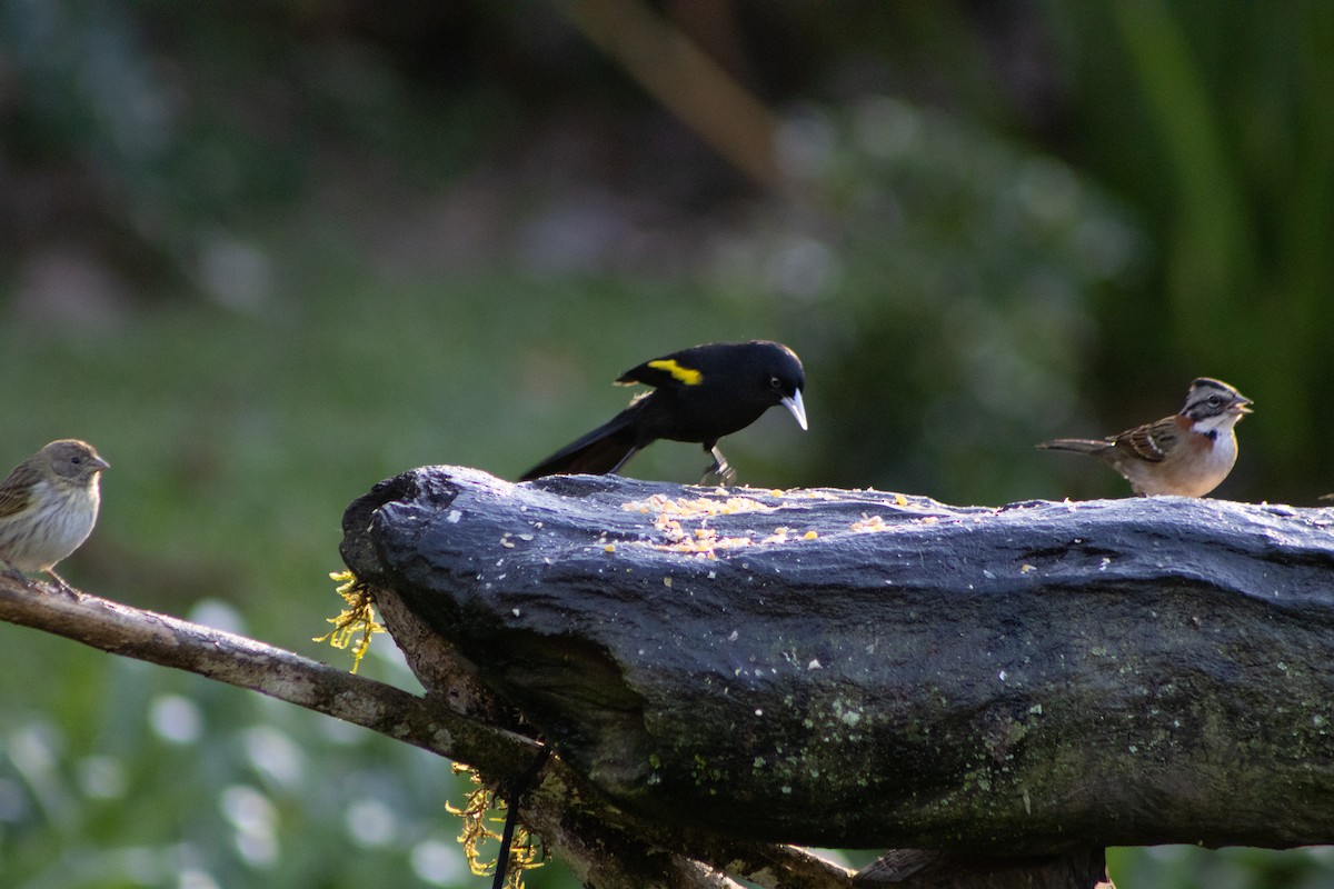 Golden-winged Cacique - ML637899786