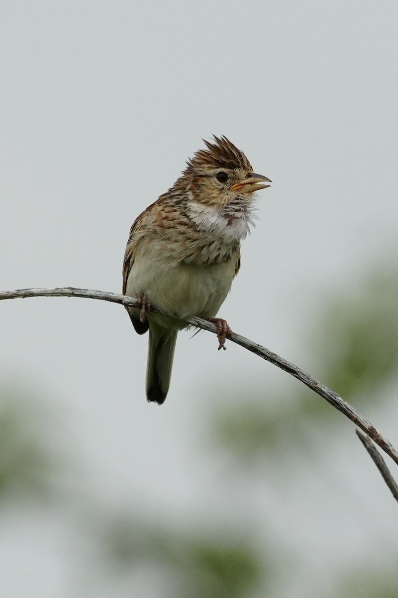 Monotonous Lark - ML637899788