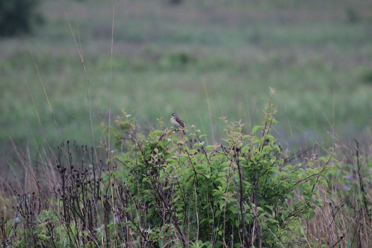 Dickcissel - ML637899807