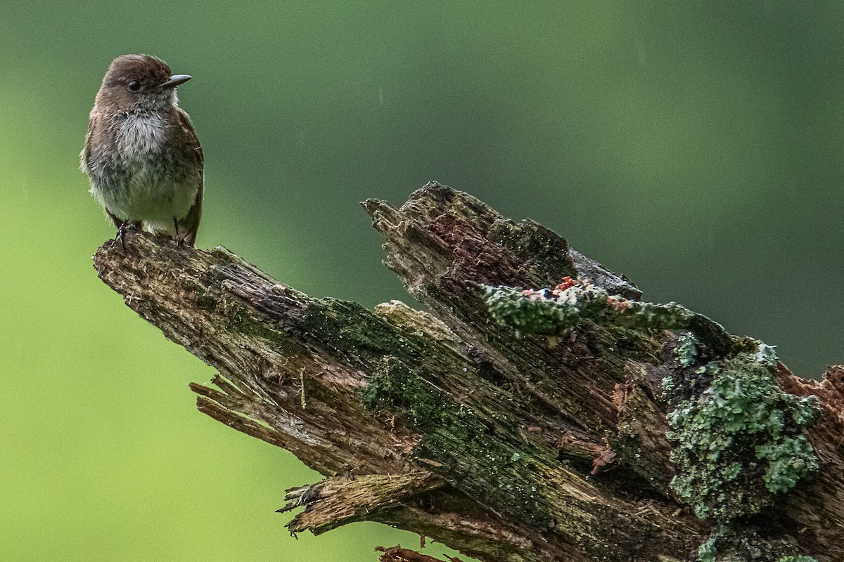 Eastern Phoebe - ML637899824