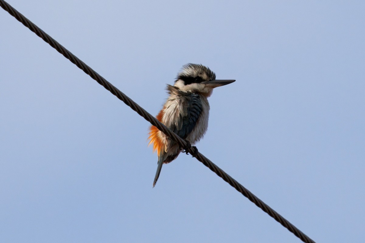 Red-backed Kingfisher - ML637899831
