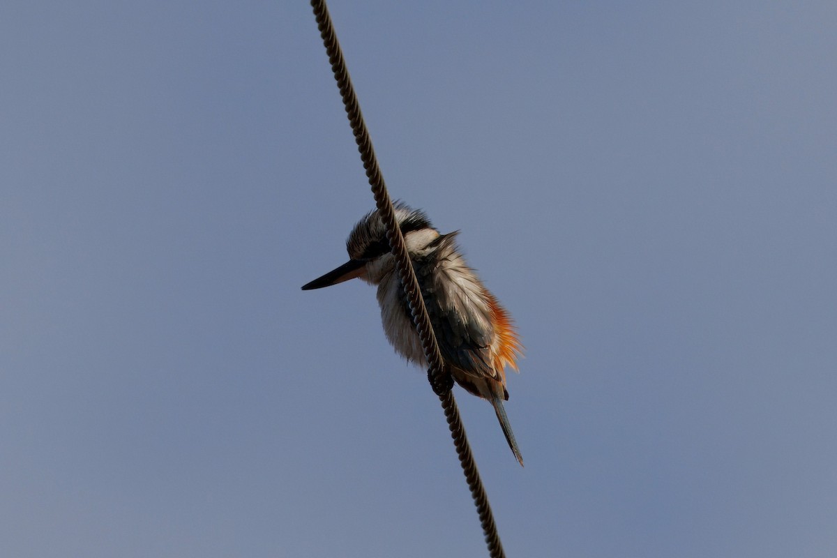 Red-backed Kingfisher - ML637899842