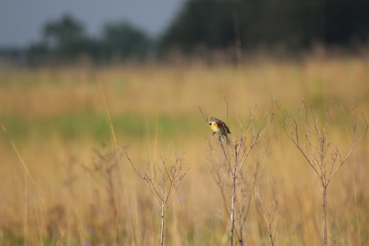 Dickcissel - ML637899843