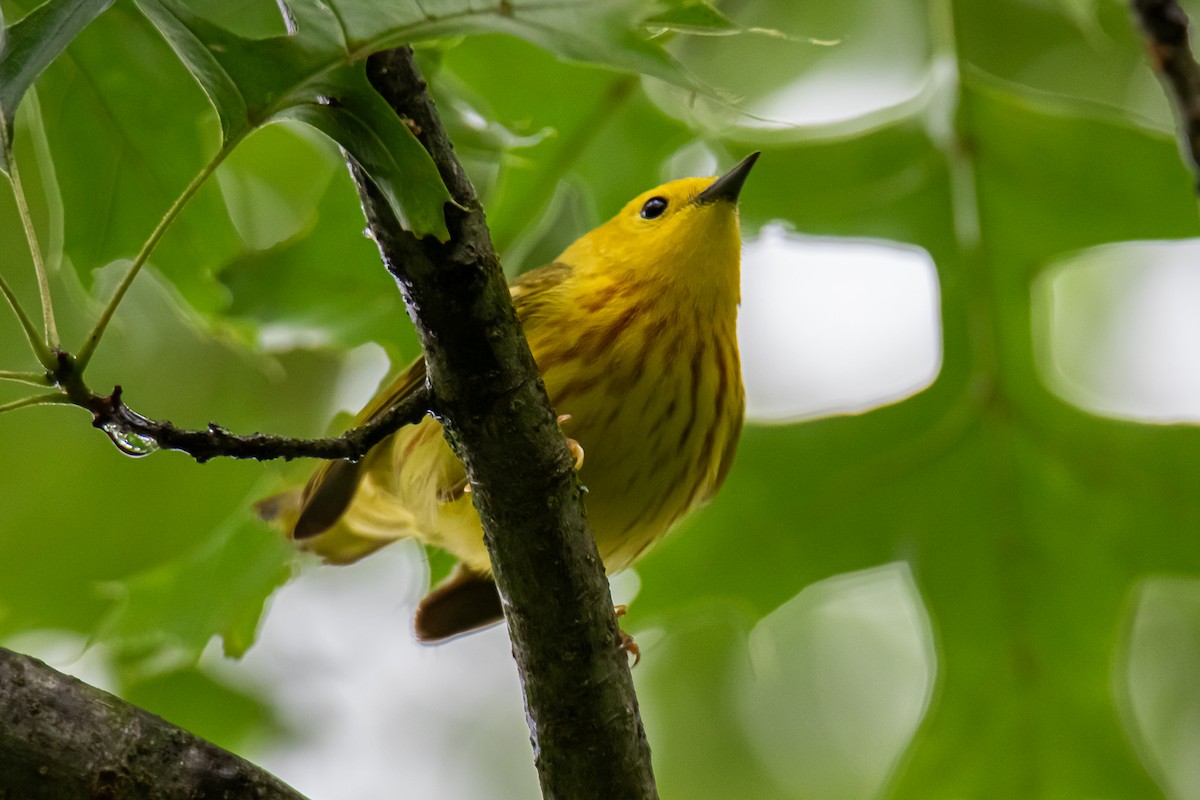 Northern Yellow Warbler - ML637899845