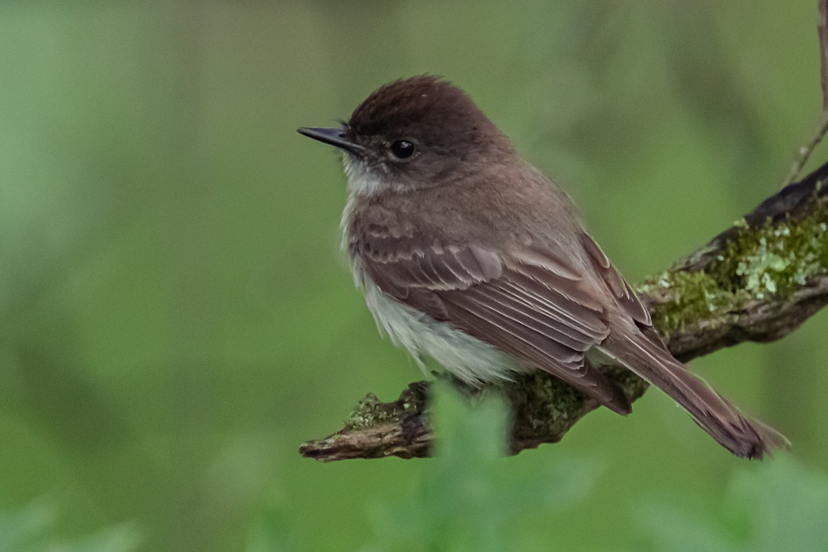 Eastern Phoebe - ML637899847