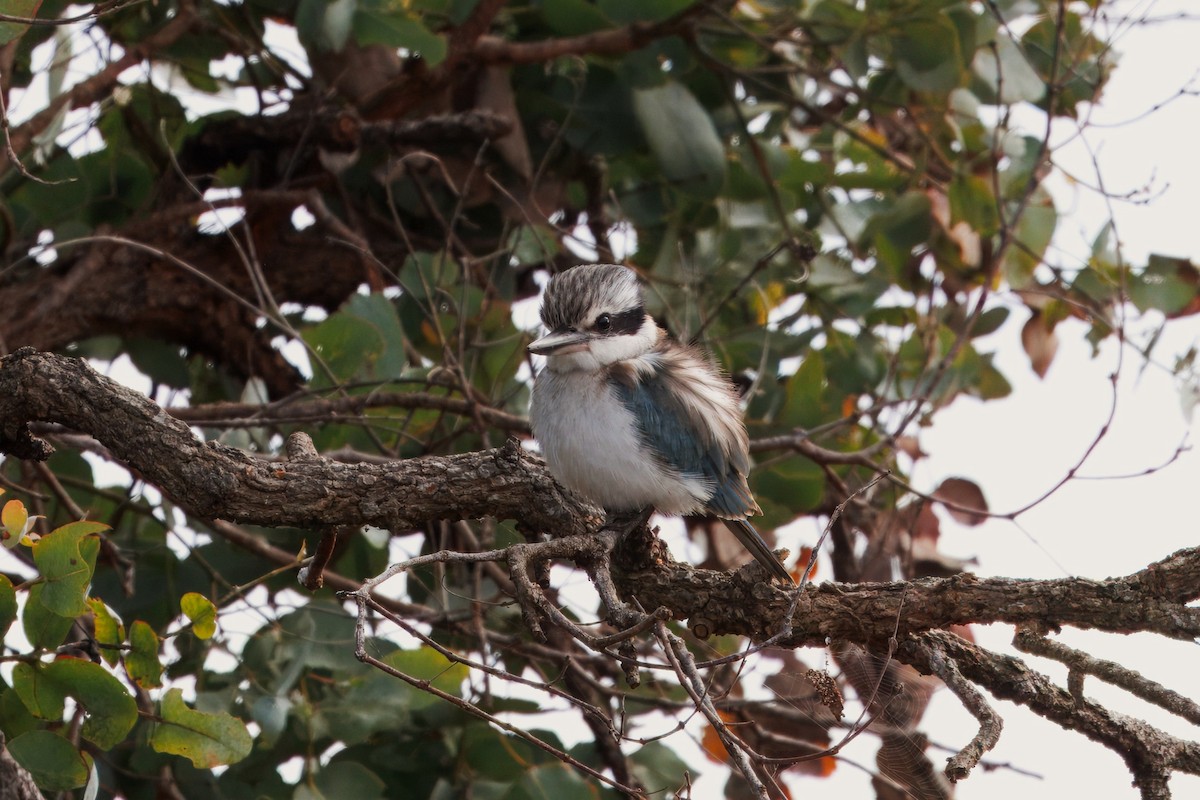 Red-backed Kingfisher - ML637899848