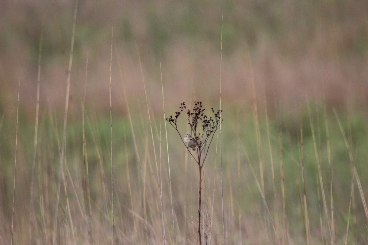 Henslow's Sparrow - ML637899855