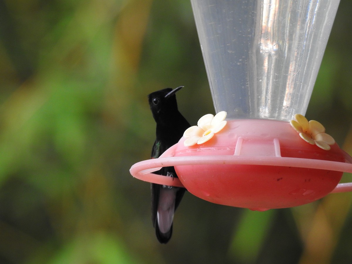 Black-bellied Hummingbird - ML637899857