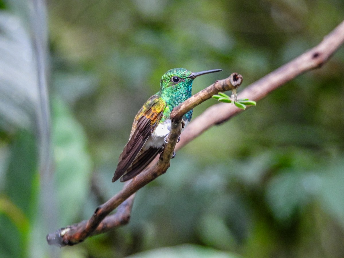Snowy-bellied Hummingbird - ML637899864
