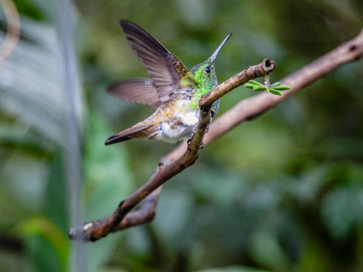 Snowy-bellied Hummingbird - ML637899865