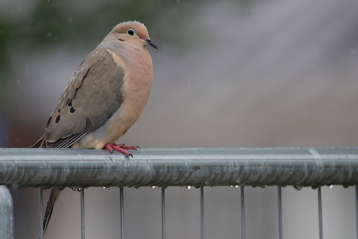 Mourning Dove - ML637899872