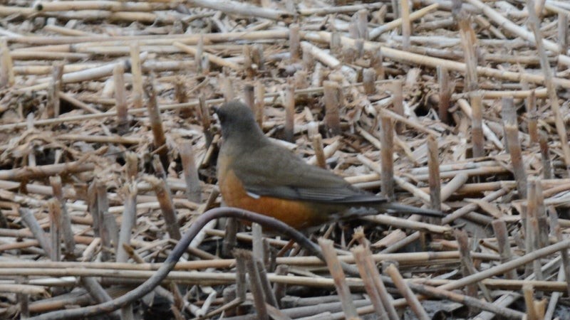 Brown-headed Thrush - ML637899905