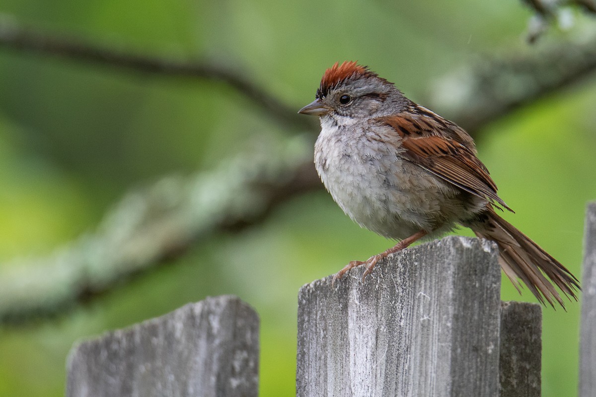 Swamp Sparrow - ML637899914