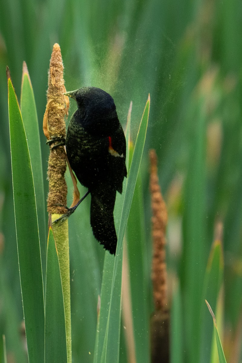 Red-winged Blackbird - ML637899918