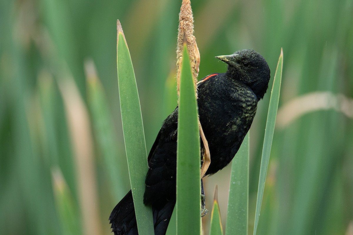 Red-winged Blackbird - ML637899919