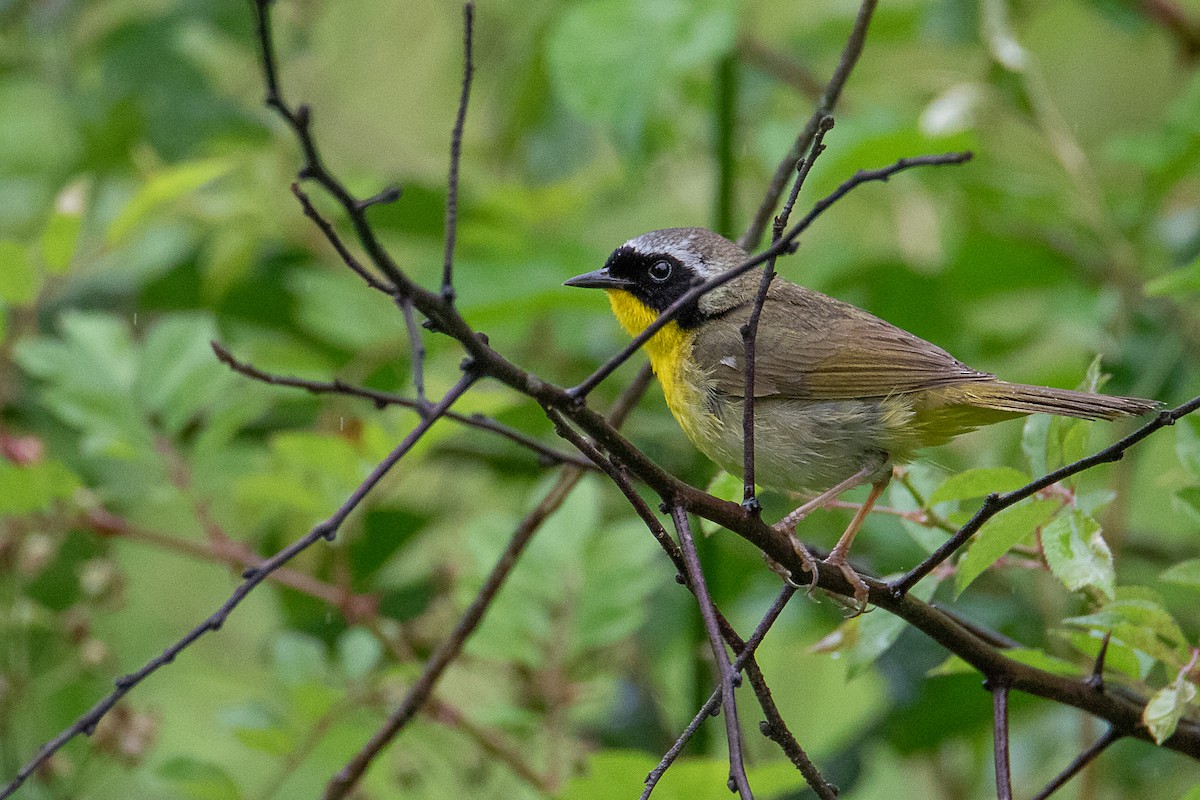 Common Yellowthroat - ML637899923
