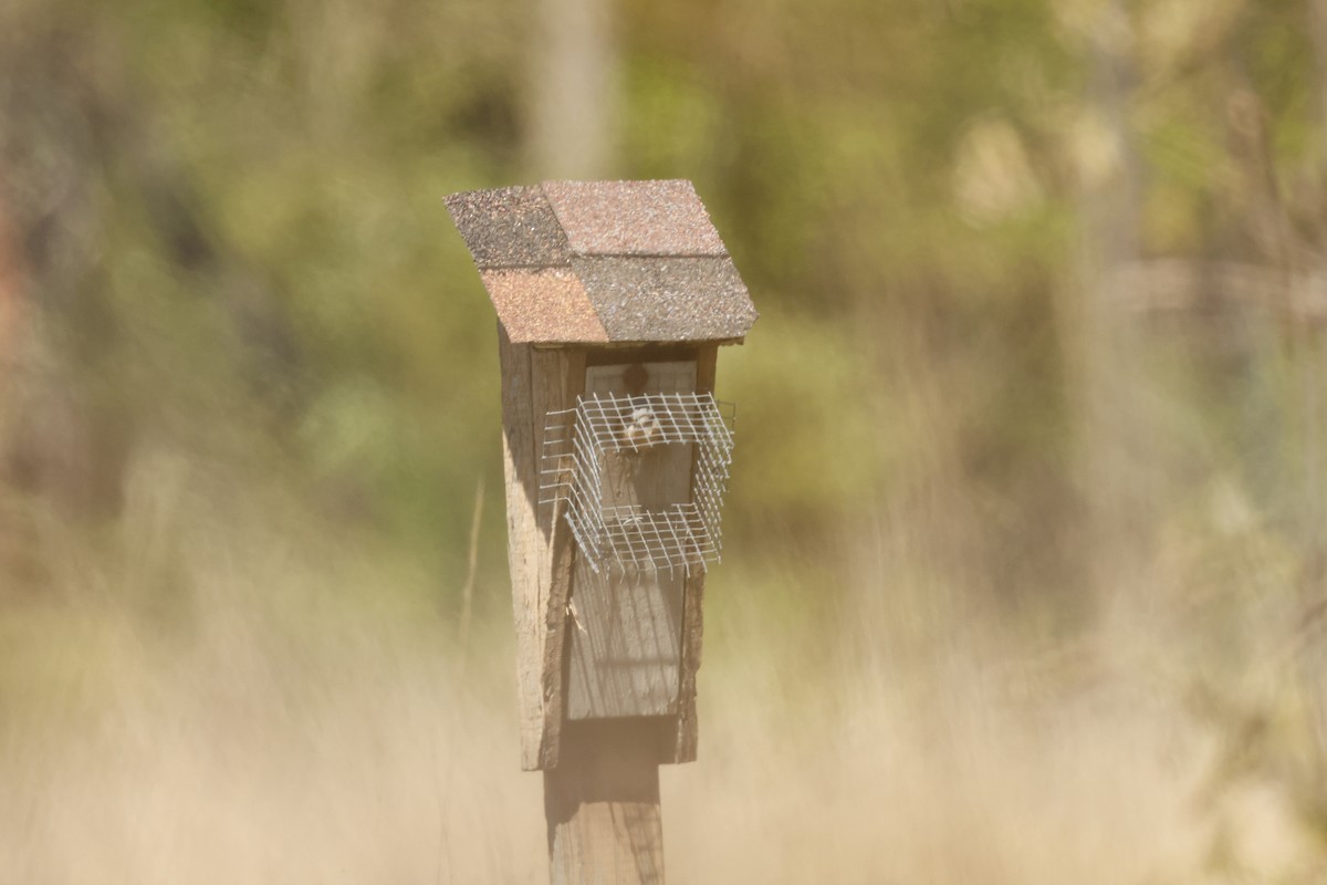 Eastern Bluebird - ML637899924
