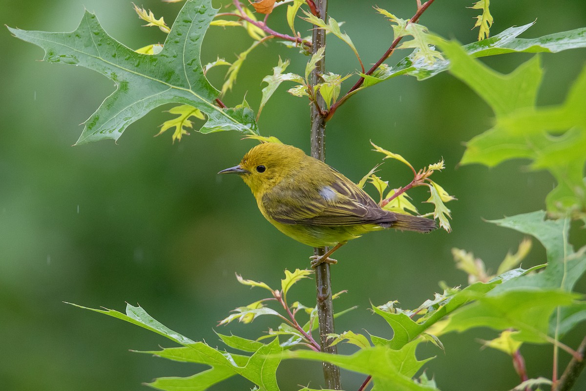 Northern Yellow Warbler - ML637899928