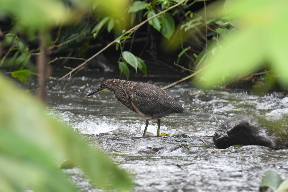 Fasciated Tiger-Heron - ML637899929