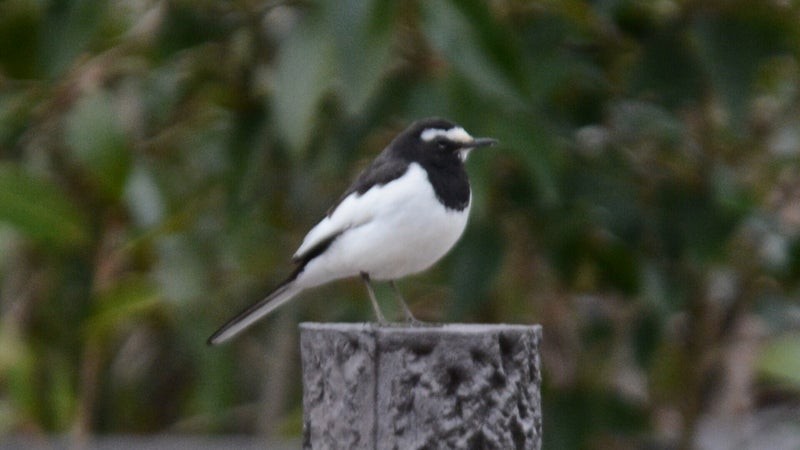 Japanese Wagtail - ML637899930