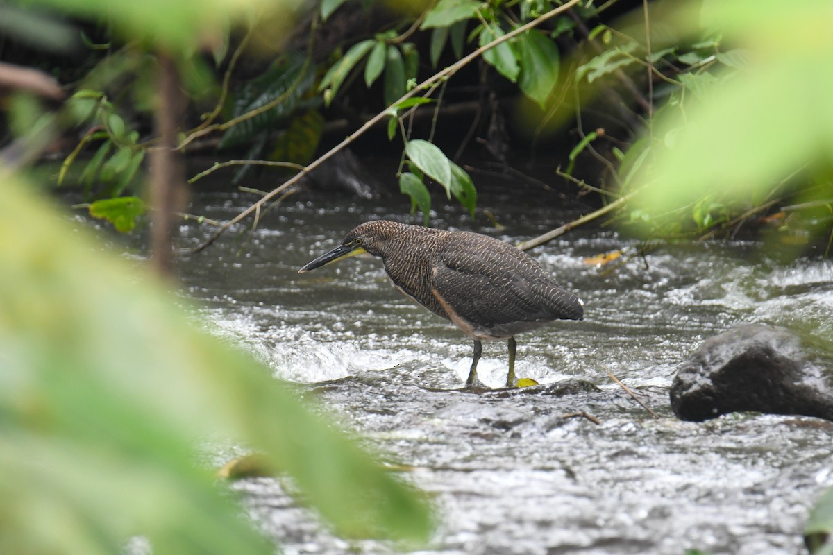 Fasciated Tiger-Heron - ML637899931