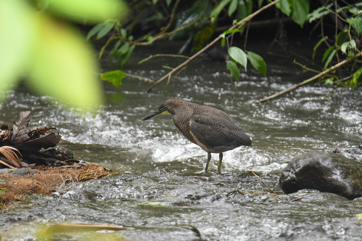Fasciated Tiger-Heron - ML637899932
