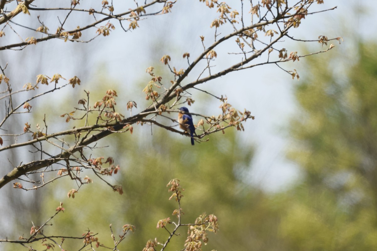 Eastern Bluebird - ML637899936