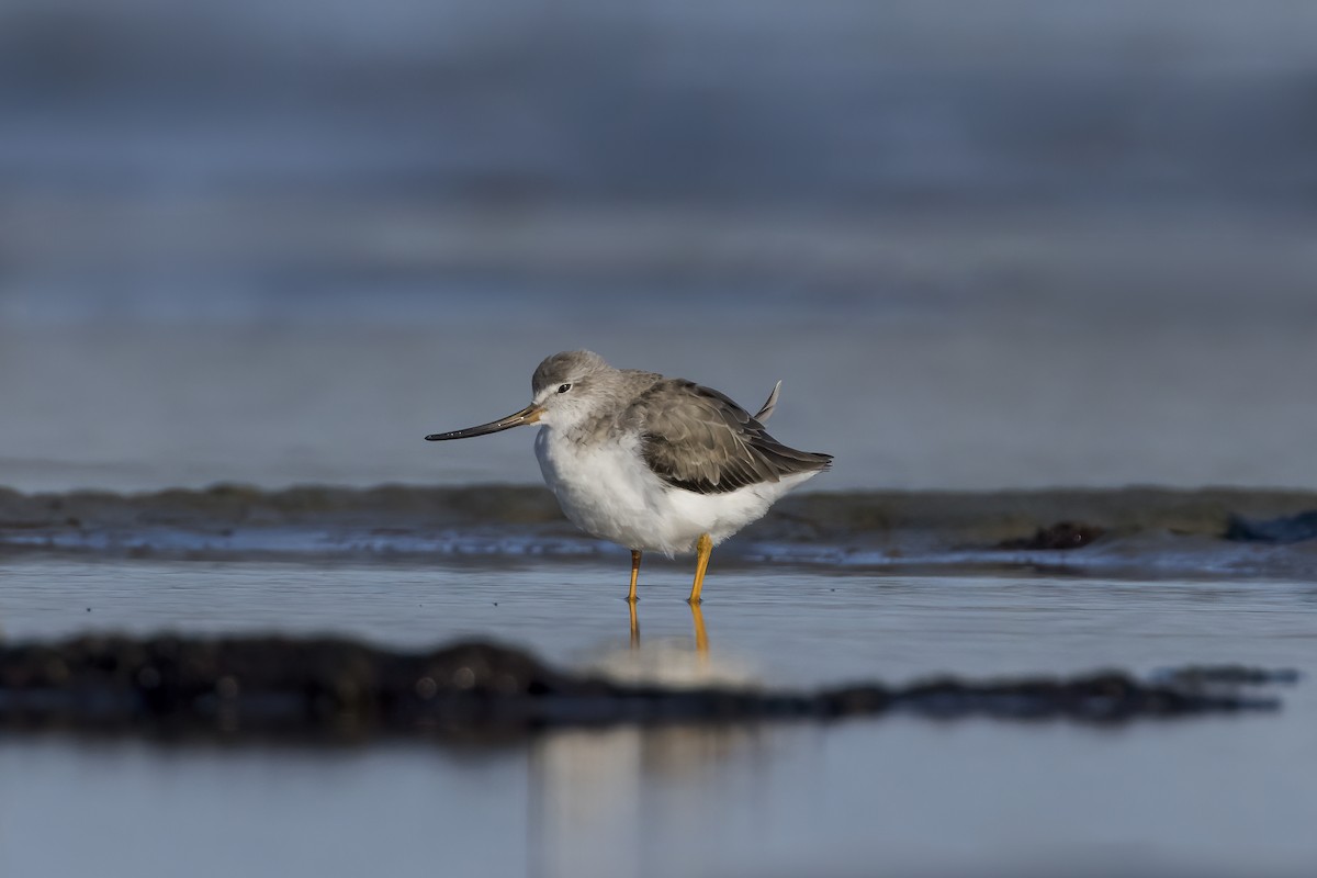 Terek Sandpiper - ML637899943