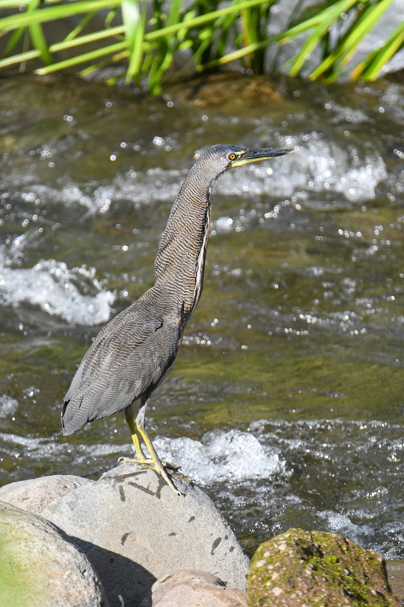 Fasciated Tiger-Heron - ML637899985