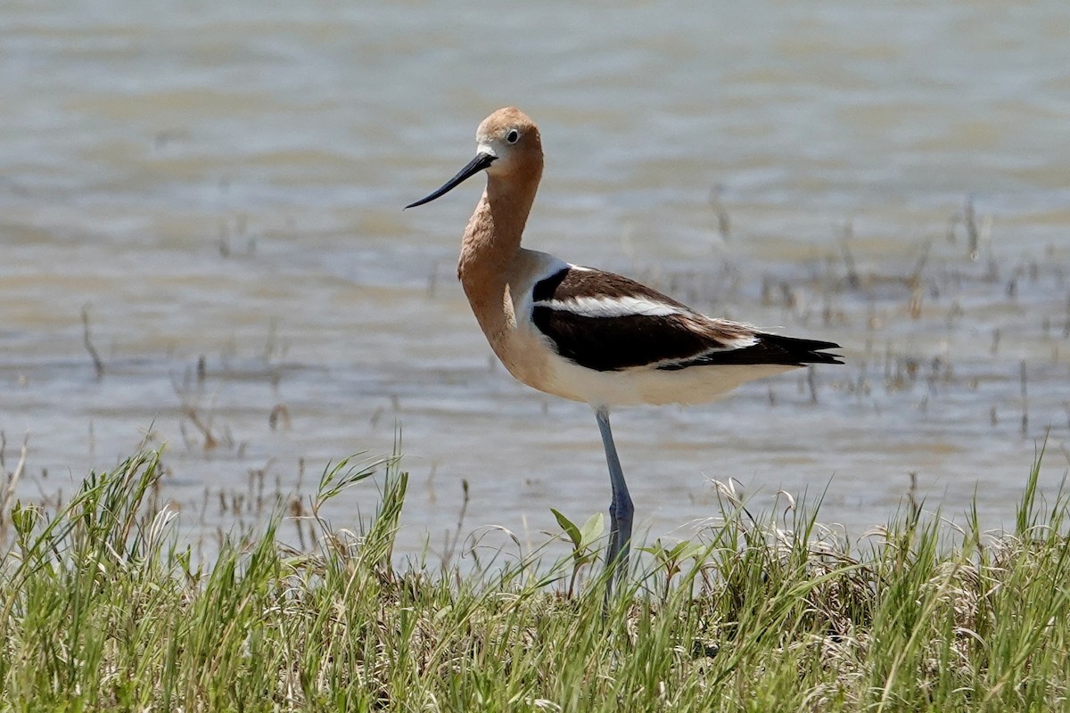 American Avocet - ML637899991
