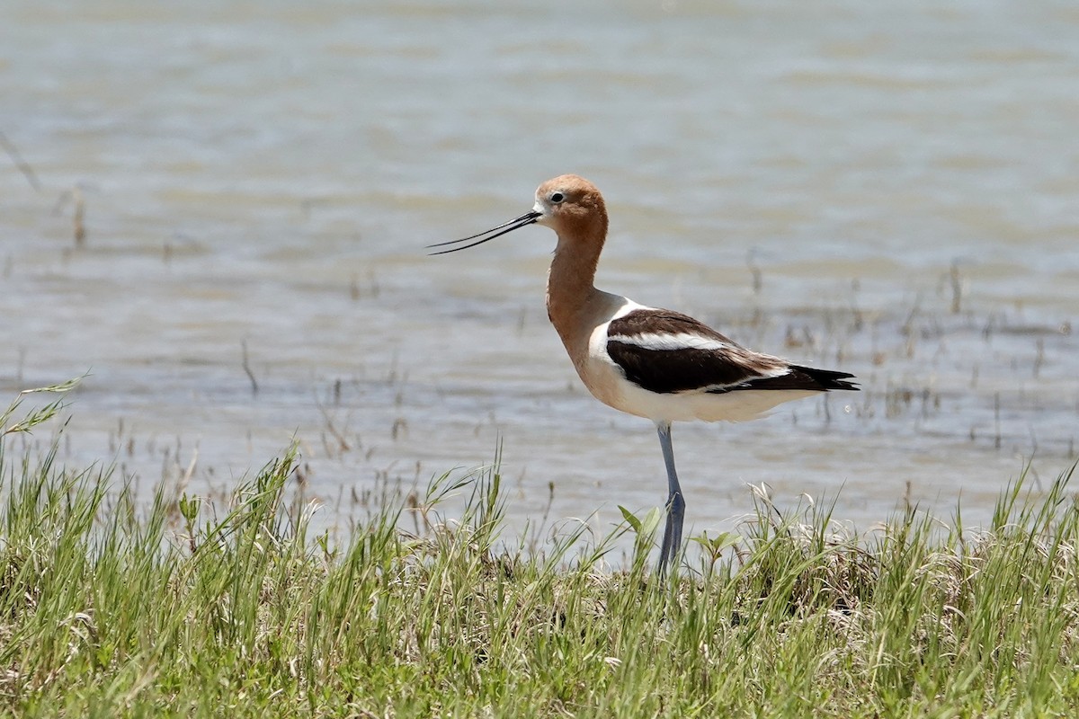 American Avocet - ML637899992