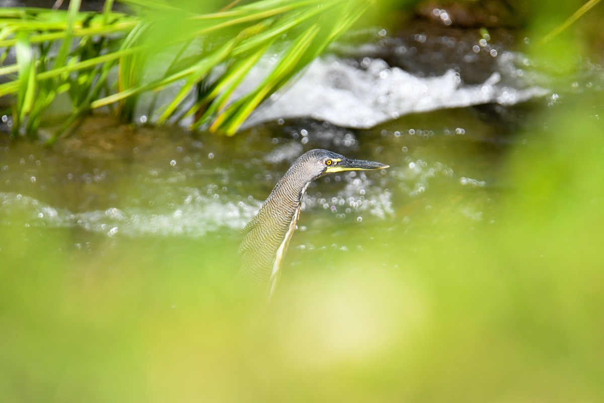 Fasciated Tiger-Heron - ML637899993