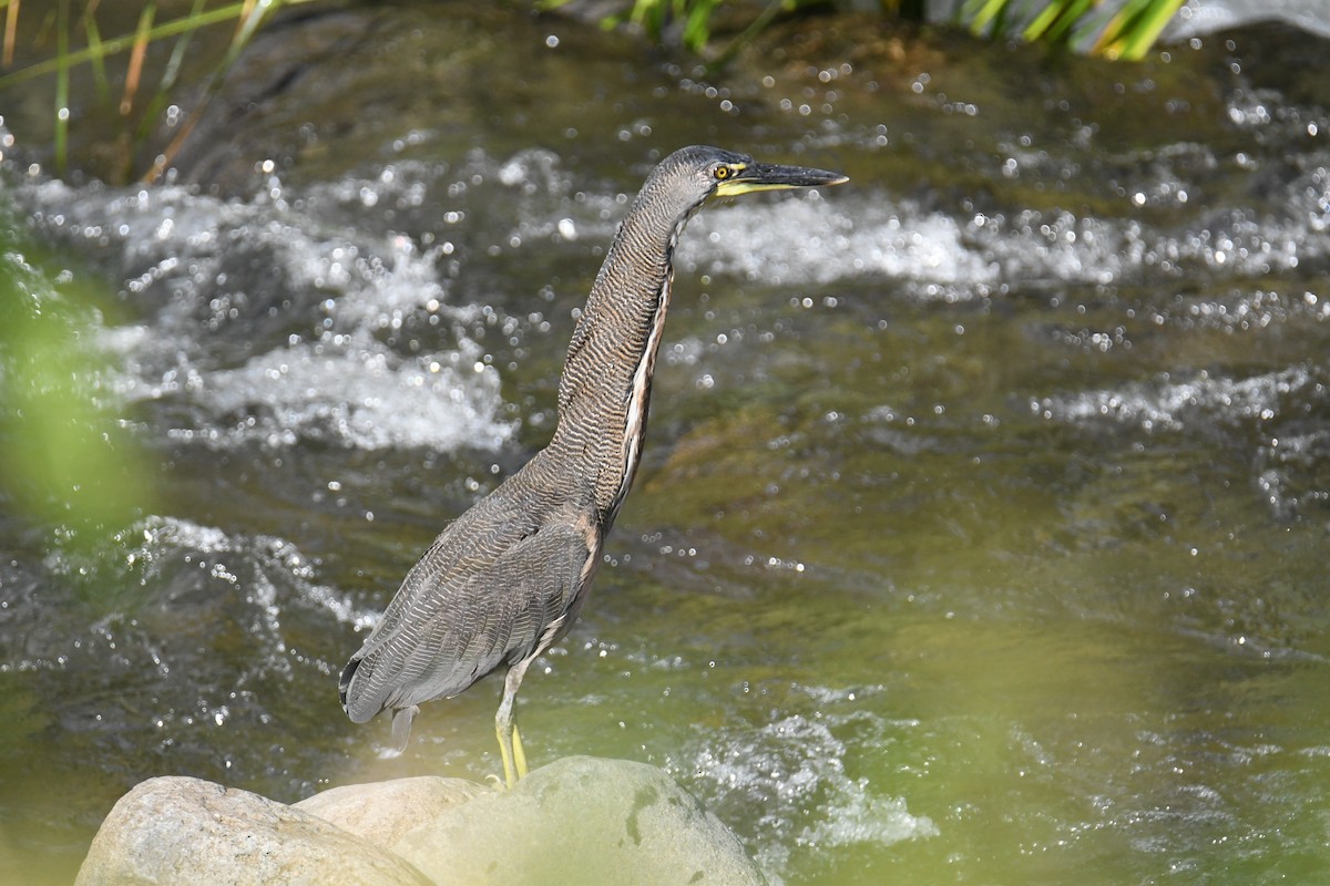 Fasciated Tiger-Heron - ML637899994