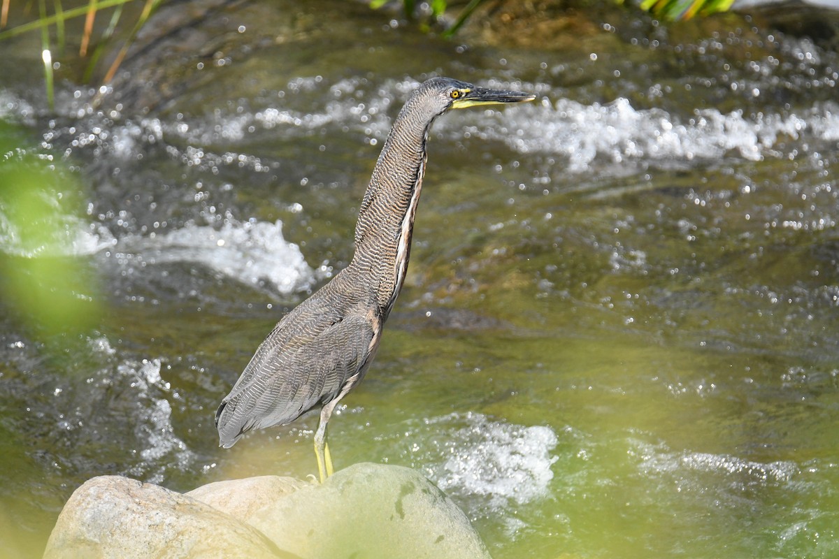 Fasciated Tiger-Heron - ML637899995