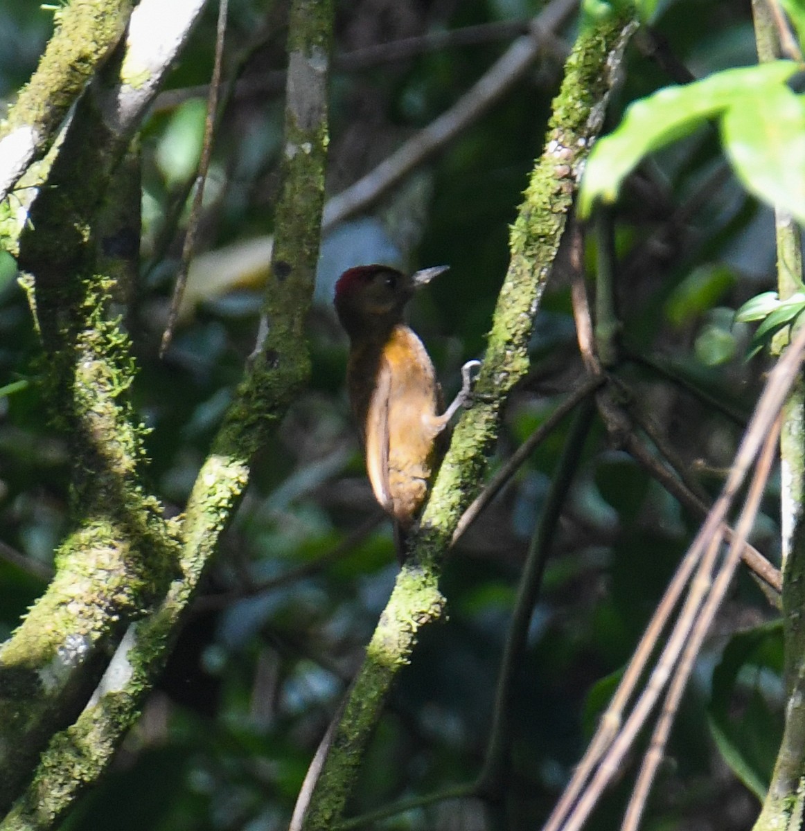 Smoky-brown Woodpecker - ML637900026