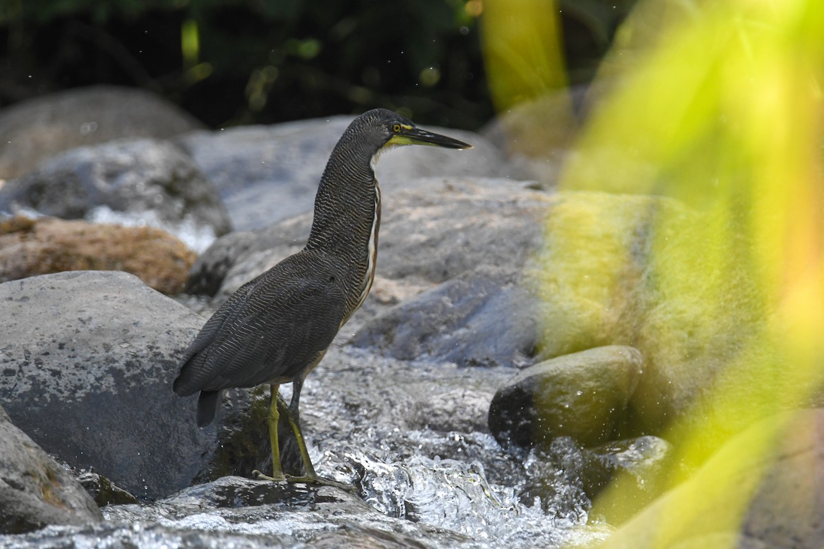 Fasciated Tiger-Heron - ML637900027