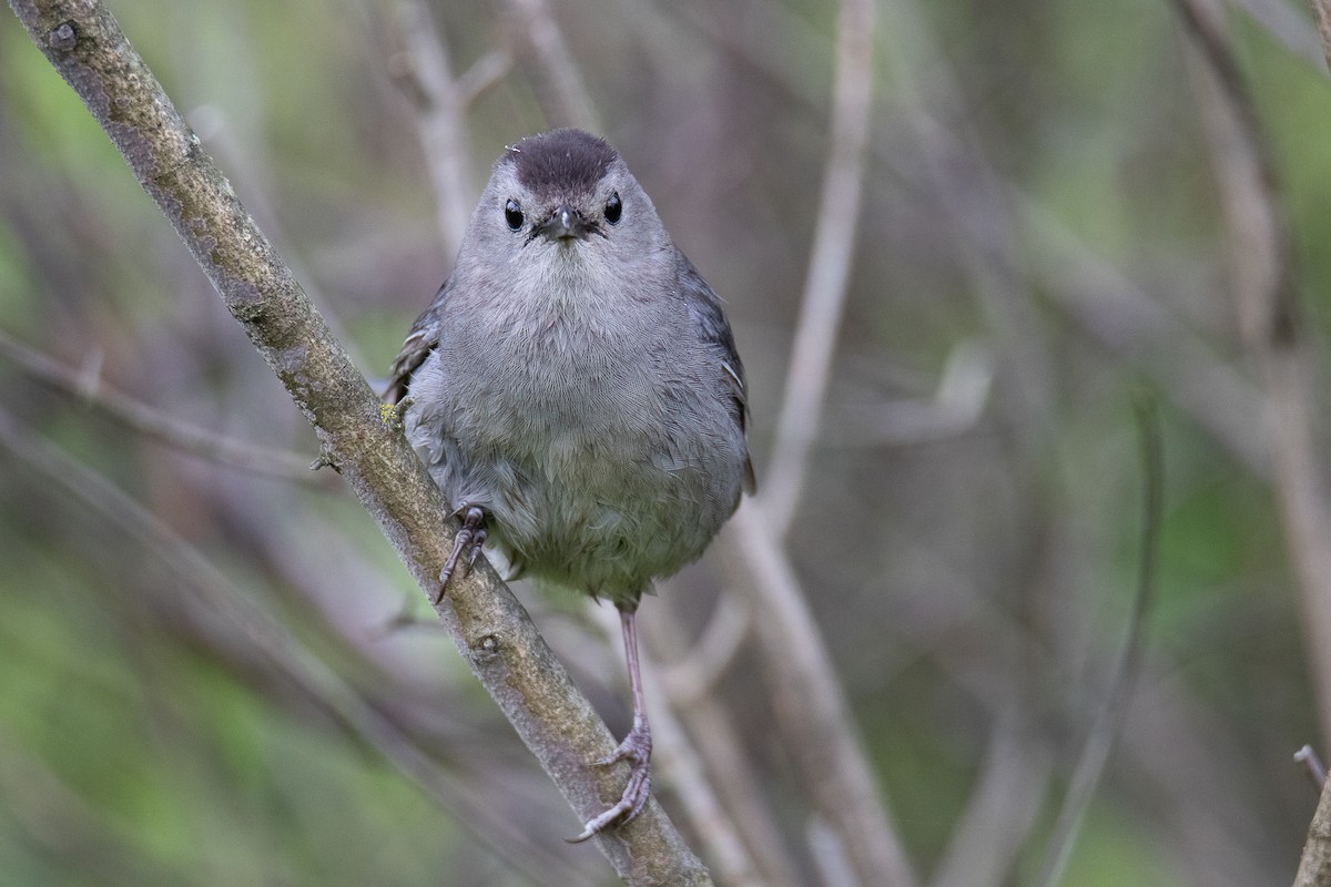 Gray Catbird - ML637900049
