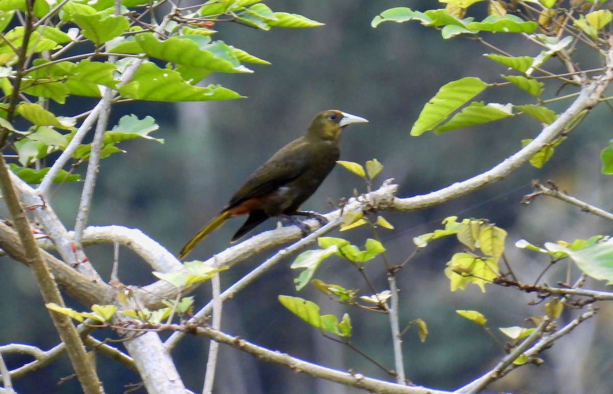 Dusky-green Oropendola - ML637900066