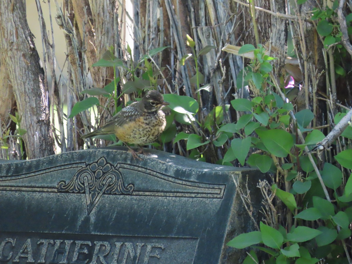 American Robin - ML637900068
