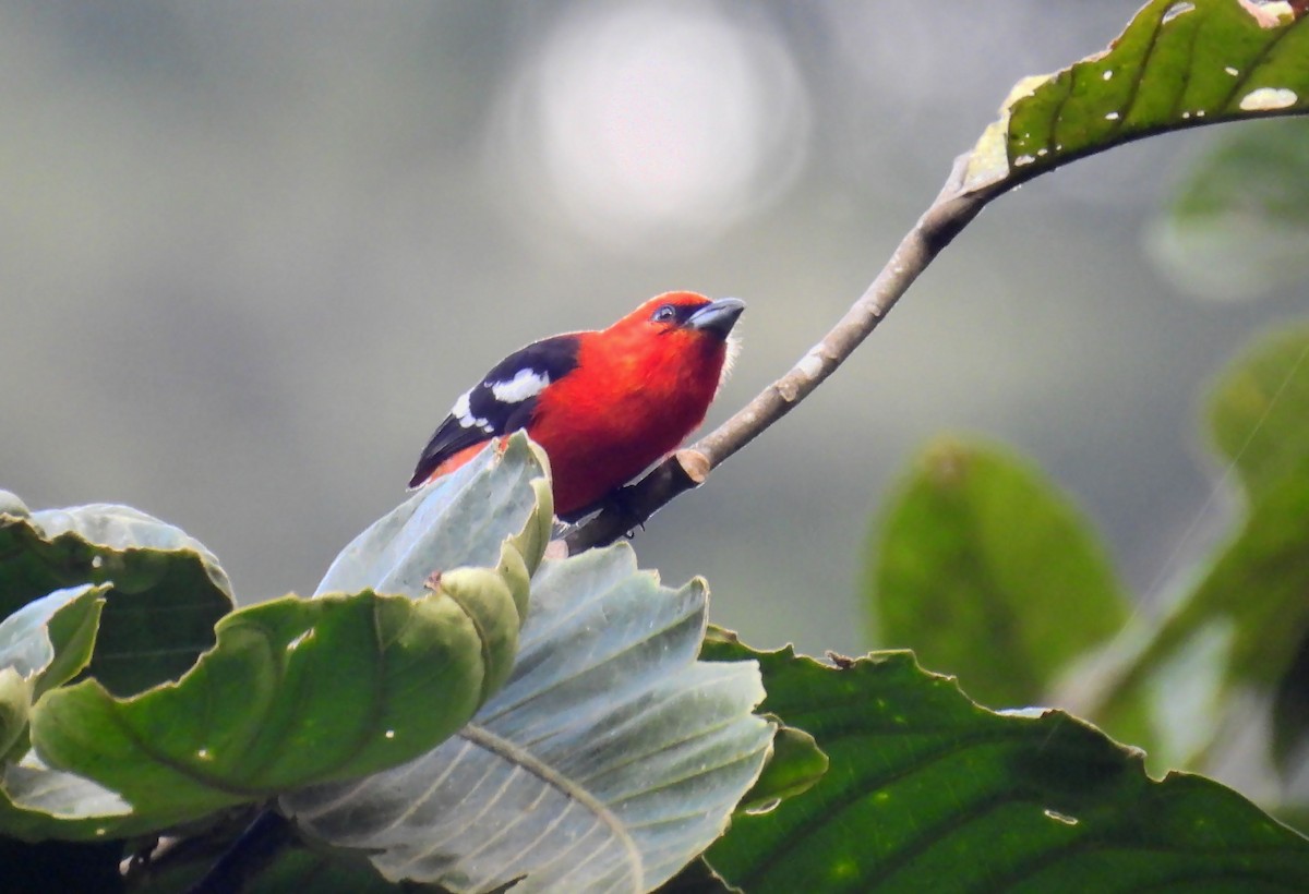 White-winged Tanager - ML637900069