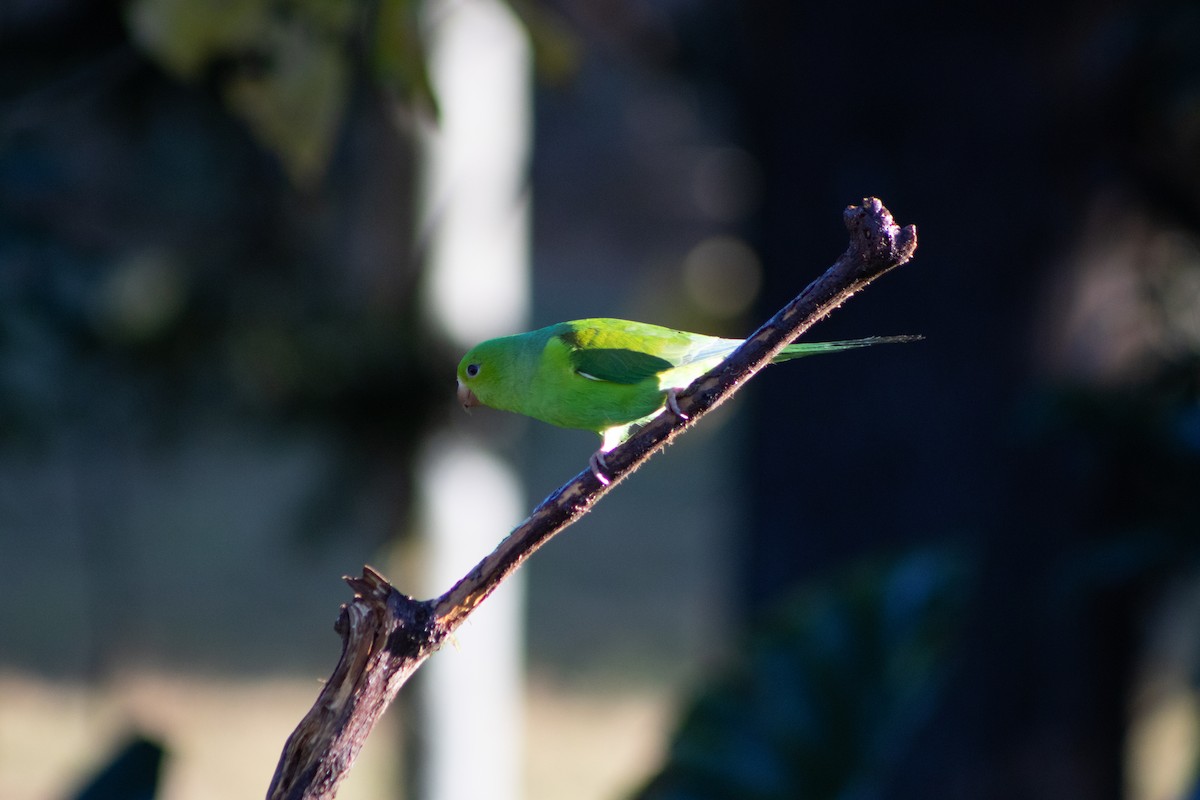 Plain Parakeet - ML637900097