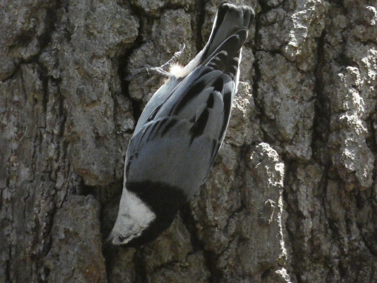 White-breasted Nuthatch - ML637900107