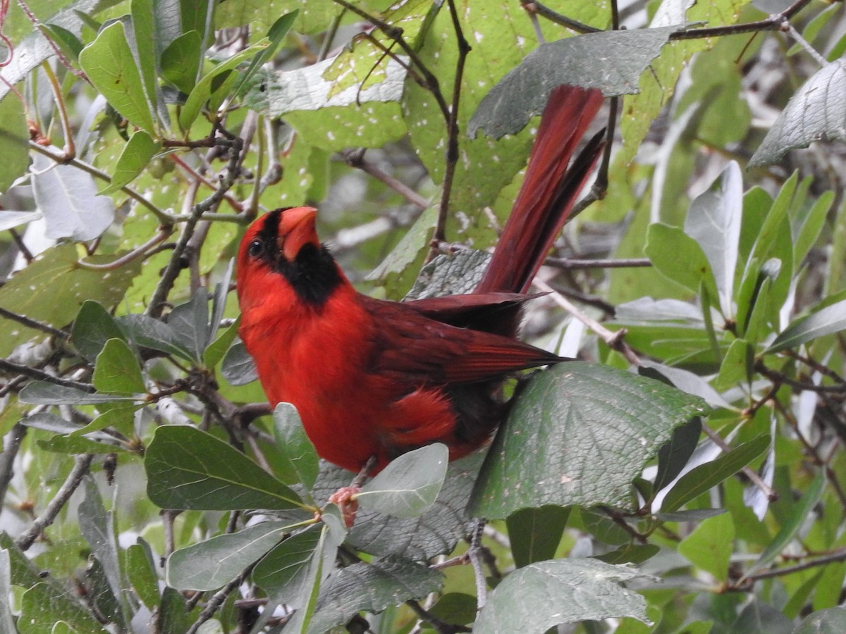 Northern Cardinal - ML637900267
