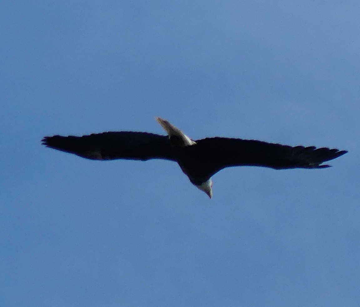 ハクトウワシ - ML637900303