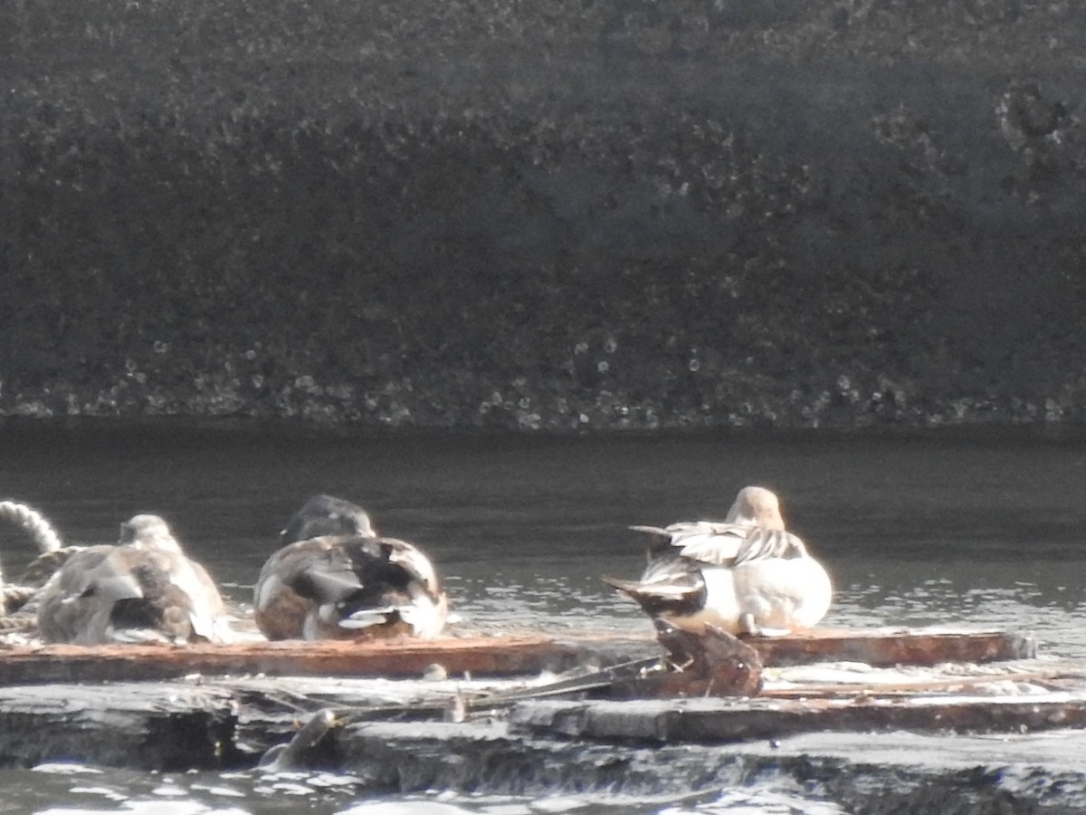 Northern Pintail - ML637900304