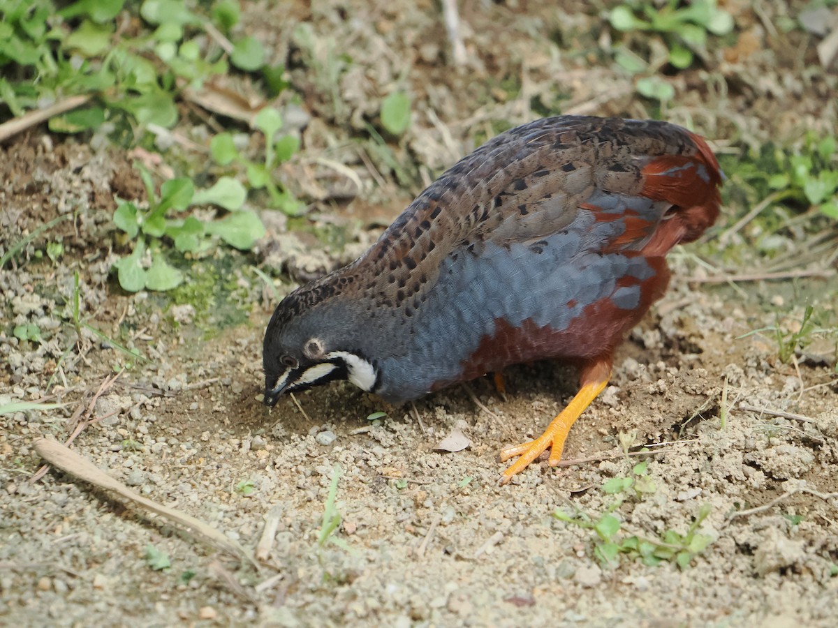 ヒメウズラ - ML637900307