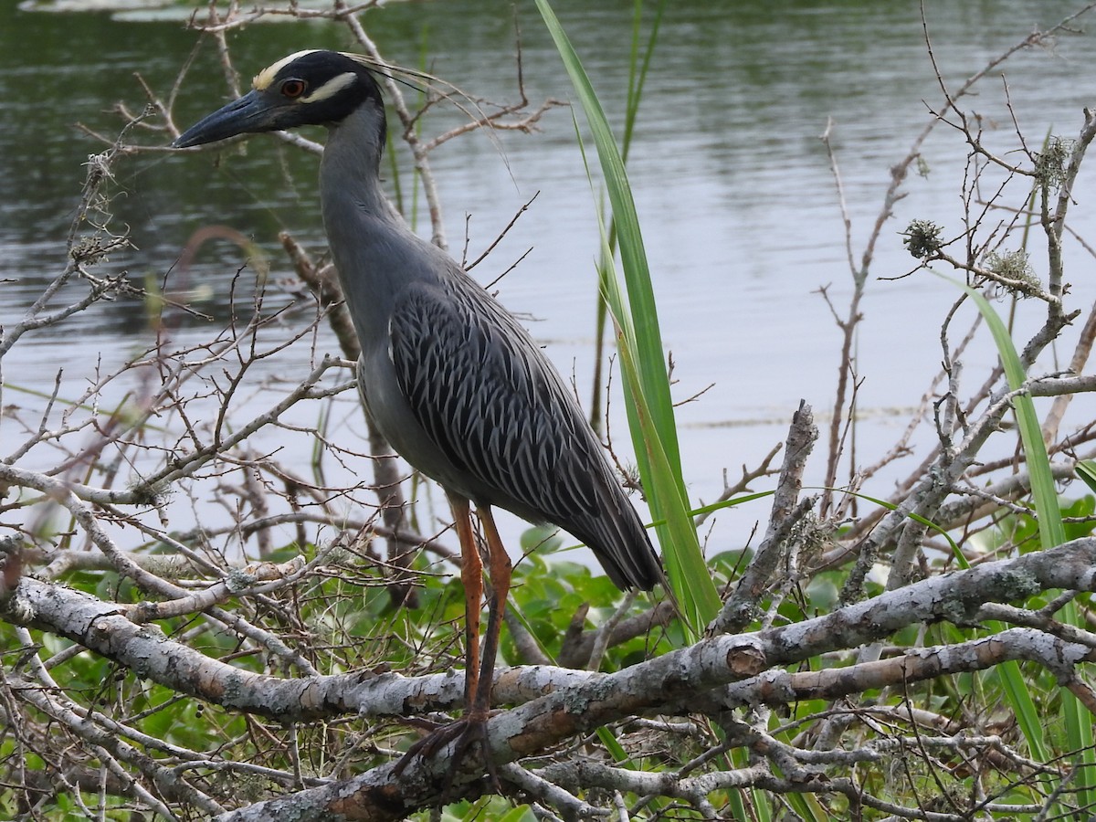 Yellow-crowned Night Heron - ML637900315