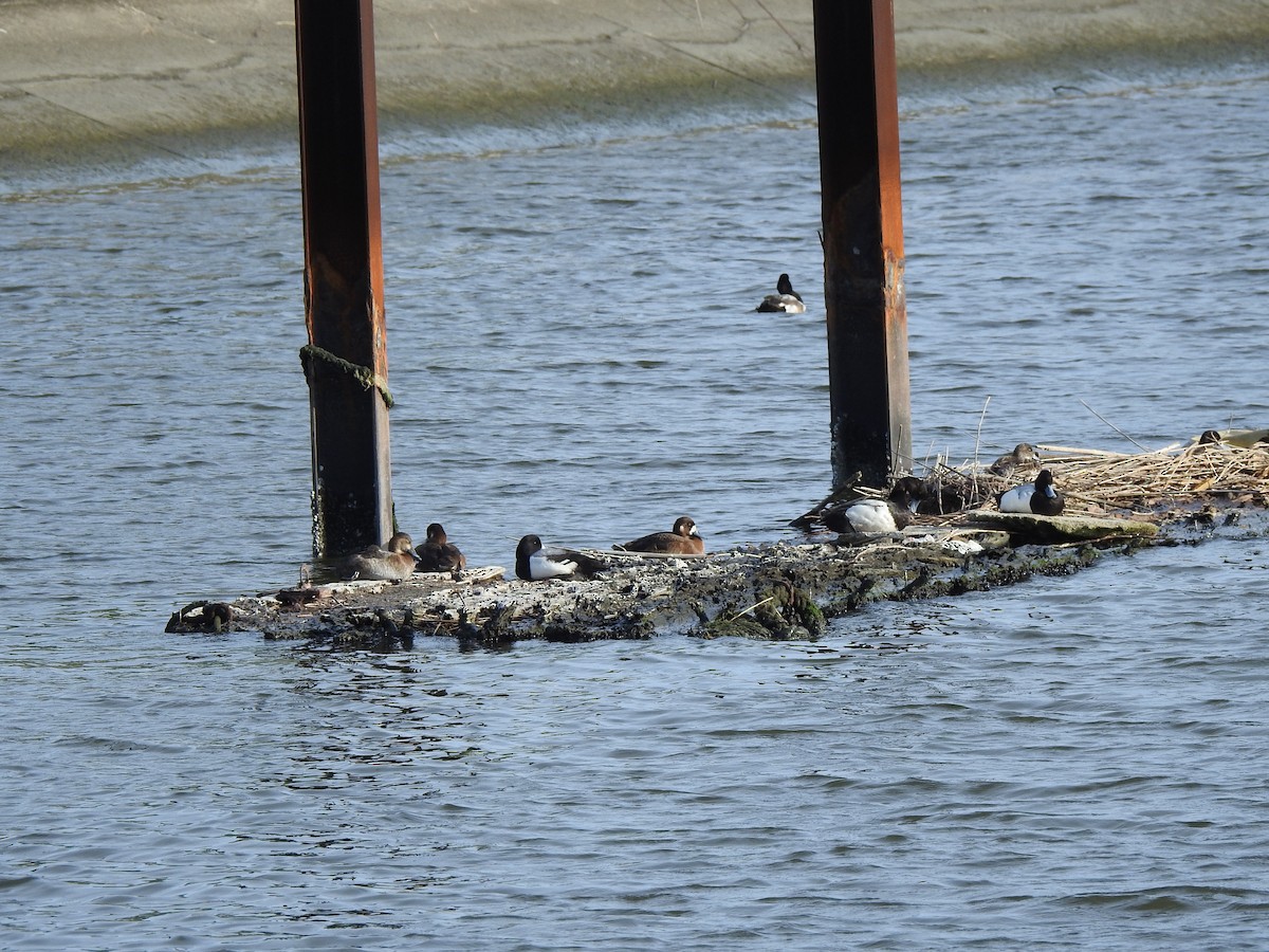 Greater Scaup - ML637900356