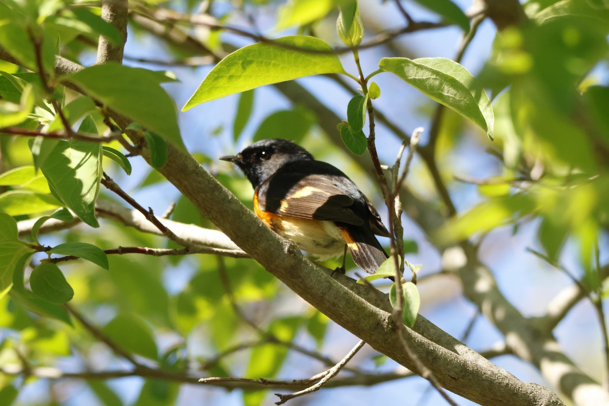 Горихвостковая древесница - ML637900367