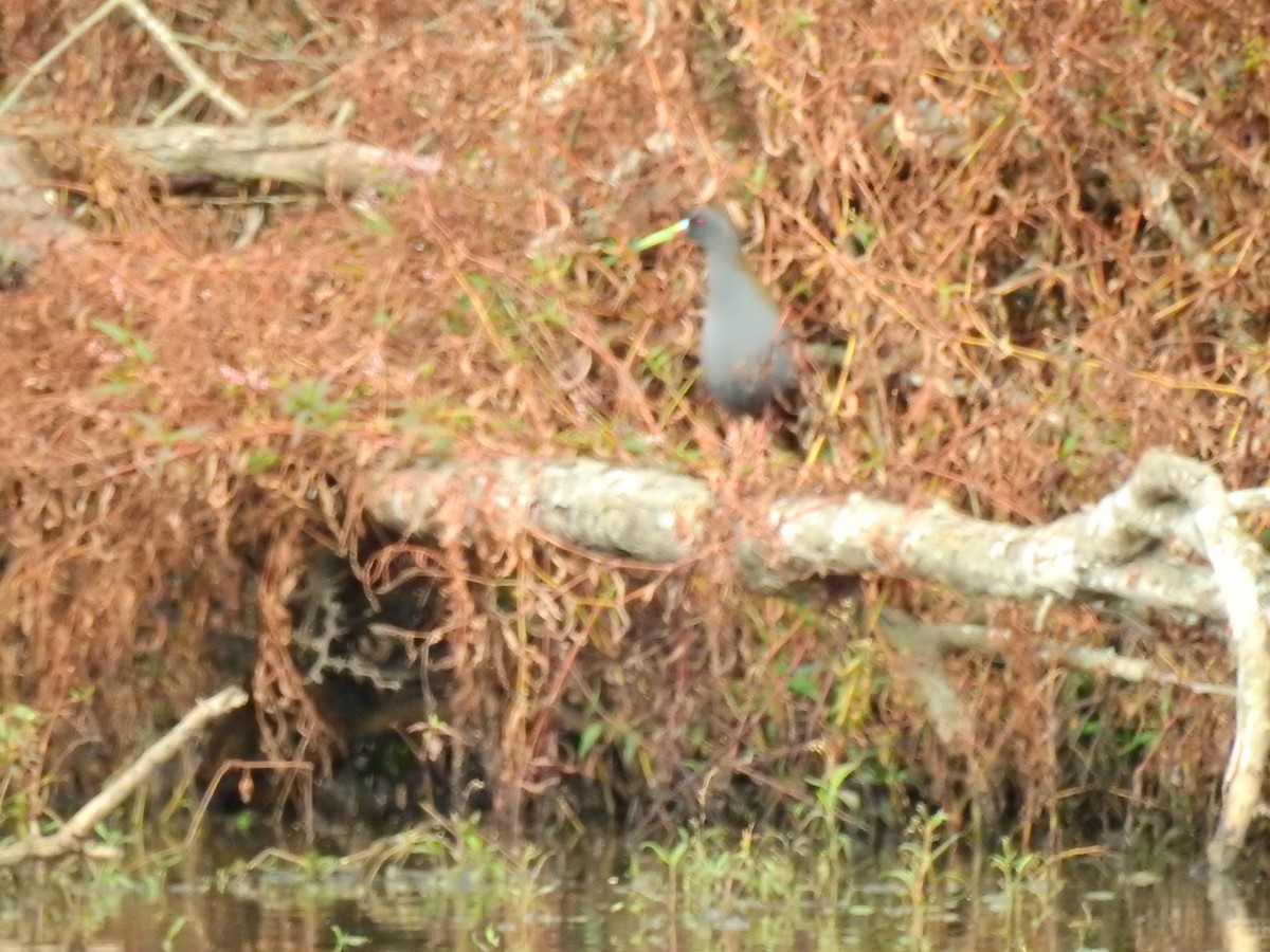 Plumbeous Rail - ML637900378